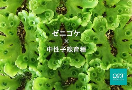 【神戸大 石崎研究室×QFF】中性子線育種技術でゼニゴ