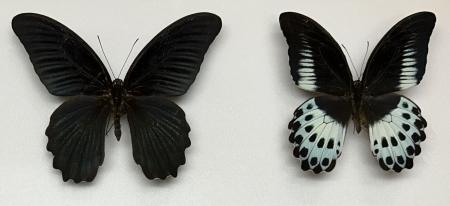 最新の分類体系や希少種を紹介！モルモン・スワローテ