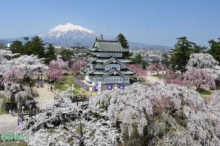 弘前市、ふるさと納税で「弘前公園さくらオーナutf-8 弘前市、ふるさと納税で「弘前公園さくらオーナutf-8