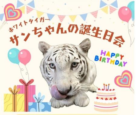 池田動物園でホワイトタイガー「サン」13歳を祝う特別
