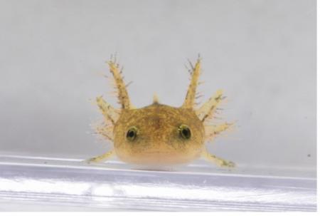 琵琶湖博物館で初めて希少種・ヤマトサンショウウオが