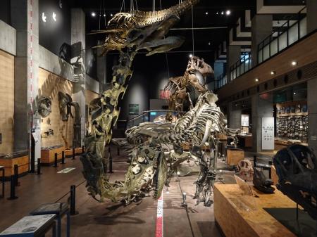 「天草・御所浦恐竜の島博物館へ行こう」日帰りutf-8