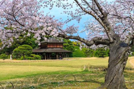 2026年・岡山県の桜開花は3月27日予想！「日本さくら