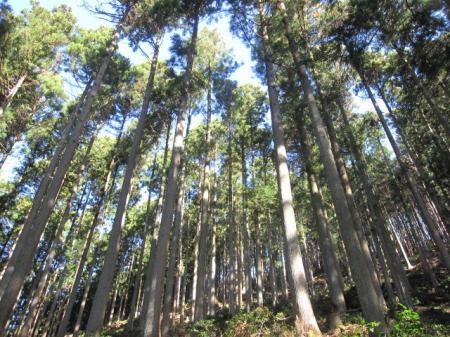 沖中造林とバイウィルの共同プロジェクト、森林クレジ