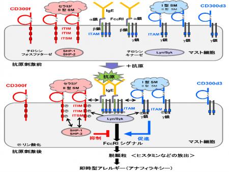 セラミドやスフィンゴミエリンを識別する受容体がアナ