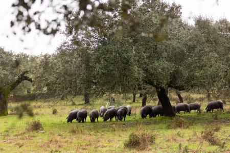 イベリコハム「日本市場の信頼強化に向けた取り組み・