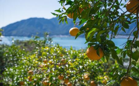世界大会優勝パティシエが、尾鷲市「平山農園」で有機