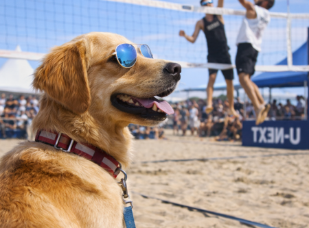 愛犬と行くスポーツ観戦！ビーチバレー大会観戦イベン