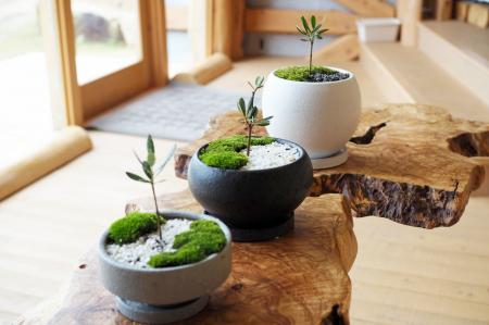 「樹齢千年のオリーヴ大樹」のDNAを継承する「オリー