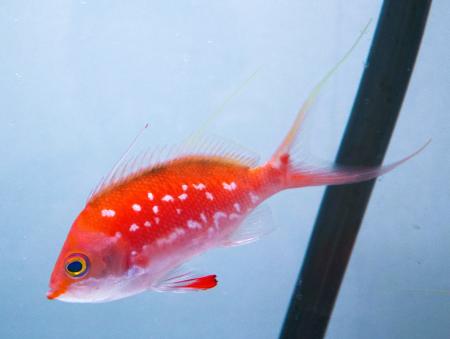 【春季特別企画 ～海に咲く、Sacuraまつり～】まるで