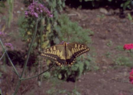 映像プログラム「FILMS - Art and Film? 言葉で定義で 映像プログラム「FILMS - Art and Film? 言葉で定義で