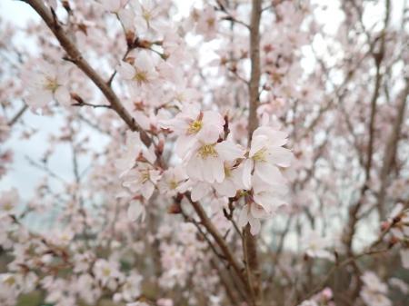 川崎市内の花き生産者が新しく品種登録を受けたサクラ