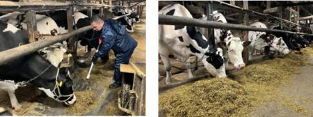 グリーンコープが耶馬渓町の牧場で酪農体験・研修を実