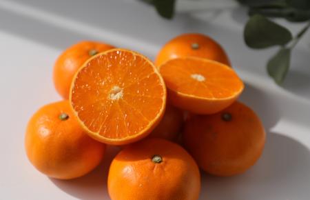 【愛媛から春の味覚】“柑橘の大トロ”「せとか」出荷開