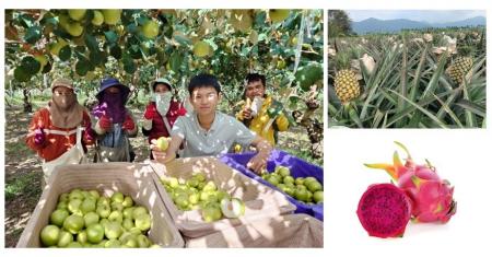 「台湾発　屏東県農産品フェア」を近鉄百貨店あべのハ