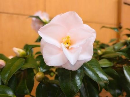 世界中のツバキと鉢植えを展示。舞鶴自然文化園「ツバ