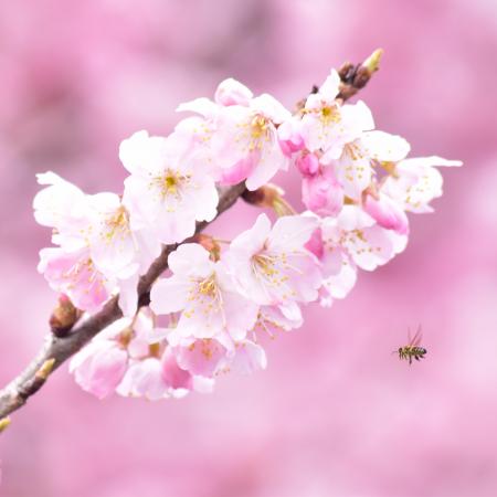 早咲きの桜「春めき」が南足柄市で開花!!　2026年の見