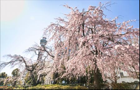 【第１０回】横浜の街を“丸ごと花でジャック”『ガーデ
