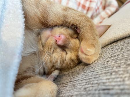 【富士フイルムVETシステムズと東京都獣医師会】小笠 【富士フイルムVETシステムズと東京都獣医師会】小笠