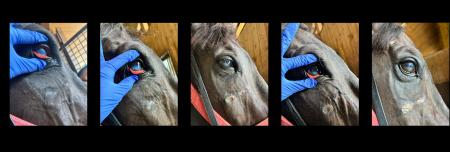 【 アニマル・ウェルネス × 再生医療 】競走馬の日常