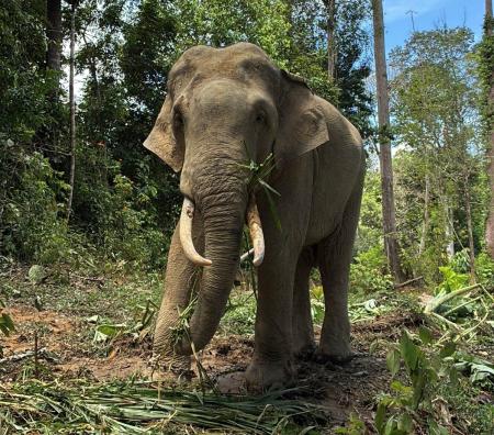 天王寺動物園のアジアゾウ入園を支援 天王寺動物園のアジアゾウ入園を支援