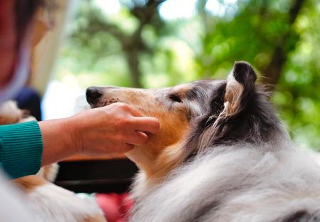 犬カフェ Maera（まいら）は今年12周年　読書犬活動の