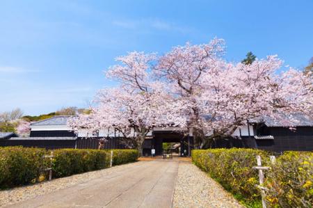 【千葉県柏市】旧吉田家住宅歴史公園 SakuraWeekを開