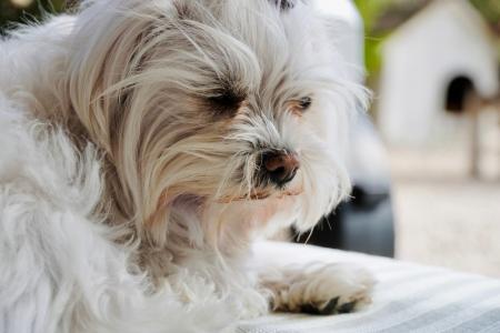 愛犬の涙やけを「気にする」飼い主は72.50％｜対策経