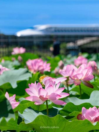 「#かな花フォトコンテスト2025」入賞作品が決定しま