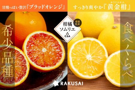 春を届ける産地直送便！柑橘ソムリエの『ブラッドオレ