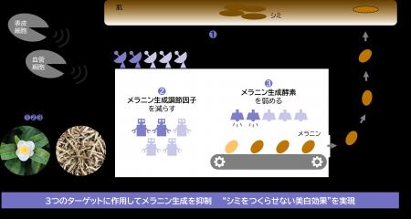 メラニン生成の初期段階に着目し、シミをつくらutf-8 メラニン生成の初期段階に着目し、シミをつくらutf-8