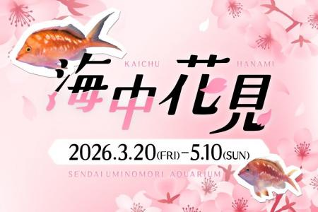 【仙台うみの杜水族館】海中花見【2026年3月20 【仙台うみの杜水族館】海中花見【2026年3月20