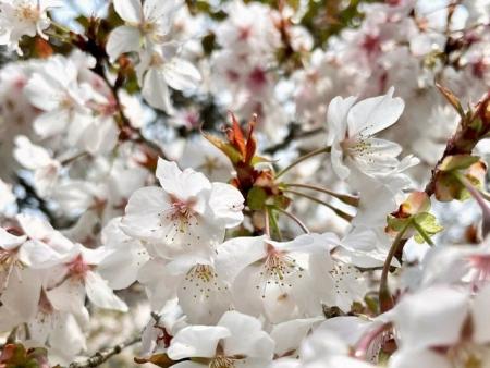 【JAF滋賀】天然記念物「不断桜」が見頃を迎える西明 【JAF滋賀】天然記念物「不断桜」が見頃を迎える西明