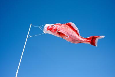 創業79年の鯉のぼりメーカーが空間演出へ 立体ディス 創業79年の鯉のぼりメーカーが空間演出へ 立体ディス