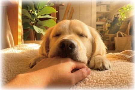 動物病院が集まるショッピングモール「動物ナビ」を運