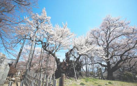 日本三大桜『山高神代桜』オンライン花見を3月27日開