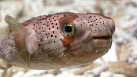 【下田海中水族館】海の生き物の話、それってウソ？ホ