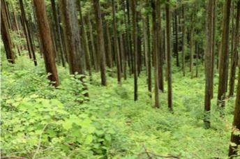 東京都の人工林で初となる森林由来J-クレジットを創出