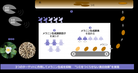 メラニン生成の初期段階に着目し、シミをつくらutf-8