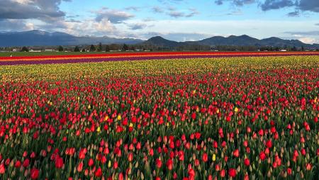 米国ワシントン州で春を祝う「スカジットバレー・チュ