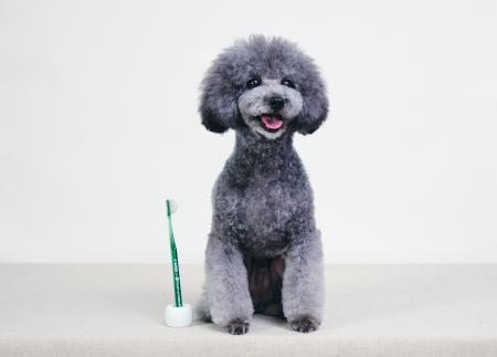 愛犬の健康寿命を支えるオーラルケアへ特許製法“ピラ