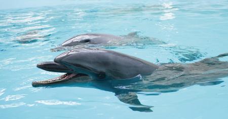 ドーセット バイ アゴーラ 大阪堺 × ノア ドルフィン