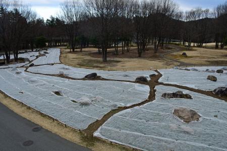 春を告げる作業開始「ネモフィラ」の霜よけシートを外