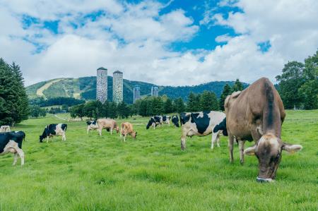 【トマム】冬を越した牛たちが大地を駆け回る！約100