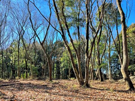 “森を借りる”フォレンタ、茨城に3つの新エリア同時オ