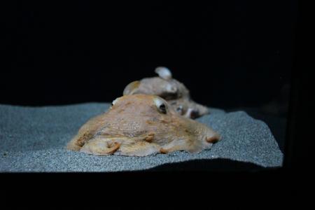 速報！＜メンダコ＞展示開始のお知らせ＊サンシャイン