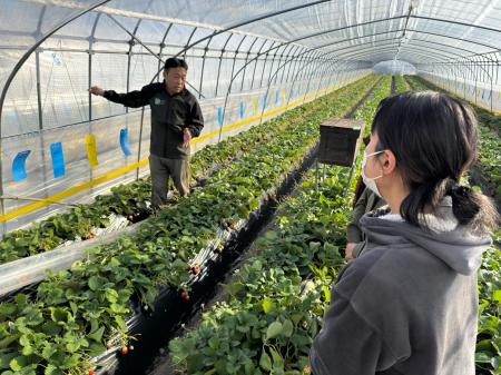 “いちご農家の仕事に触れる一日”が育てた鉾田市への想