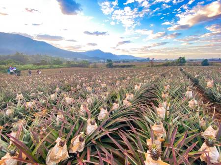 コールドチェーンでつなぐ 「台湾パイン」2026年シー