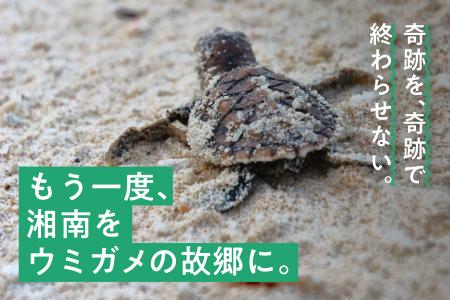【もう一度、湘南をウミガメの故郷に】プラごみから生