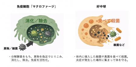 物価高で注目・交雑牛は和牛よりうまくなる！？　飼料